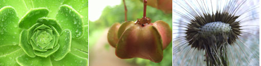 Gesellschaft f&uuml;r Gartenbau und Therapie - Wer wir sind