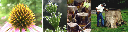 Gesellschaft f&uuml;r Gartenbau und Therapie - Angebot und Ziele