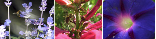 Gesellschaft f&uuml;r Gartenbau und Therapie - Termine