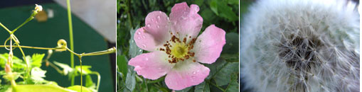 Gesellschaft f&uuml;r Gartenbau und Therapie - Links