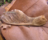 Gesellschaft f&uuml;r Gartenbau und Therapie - Links