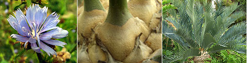 Gesellschaft f&uuml;r Gartenbau und Therapie - Mitgliederbereich