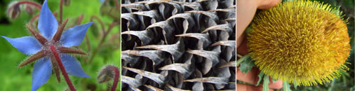 Gesellschaft f&uuml;r Gartenbau und Therapie - Impressum