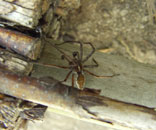 Gesellschaft f&uuml;r Gartenbau und Therapie - Impressum