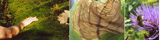 Gesellschaft für Gartenbau und Therapie - Was ist Gartentherapie?