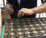 Gesellschaft für Gartenbau und Therapie - Was ist Gartentherapie?